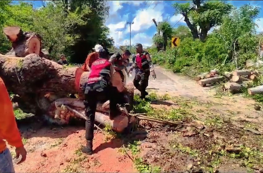  Quick Respon, Personel Samapta Polres Sumbawa Bantu Evakuasi Pohon Tumbang